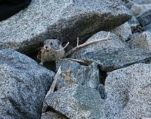 American pika with mouthful of dried grass. Sequoia National Park, CA